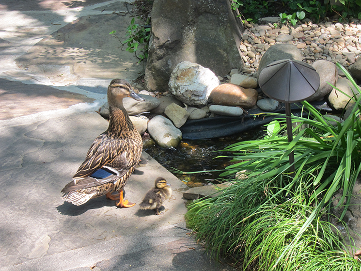 pottery house cafe ducks