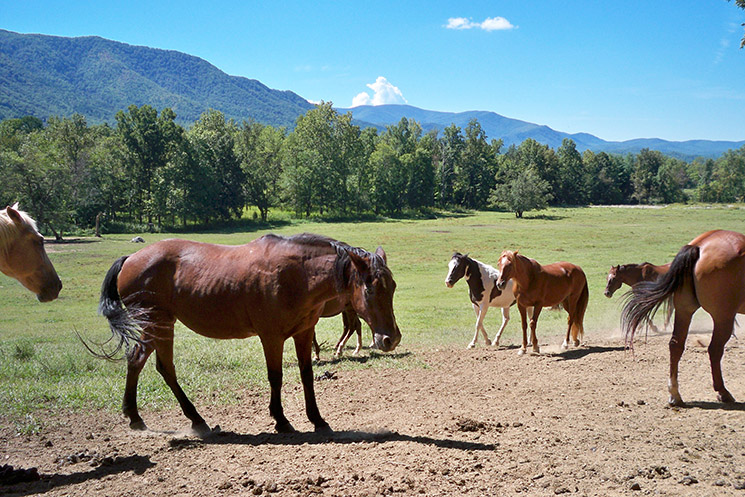 cades cove horses