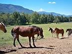 cades cove horses