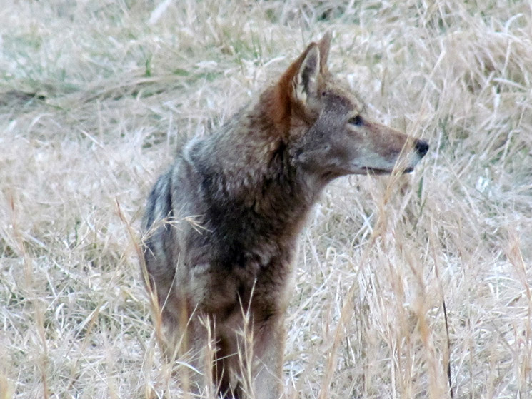 cades cove coyote