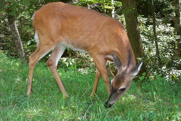 cades cove deer