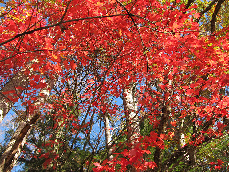 Fall in Cades Cove