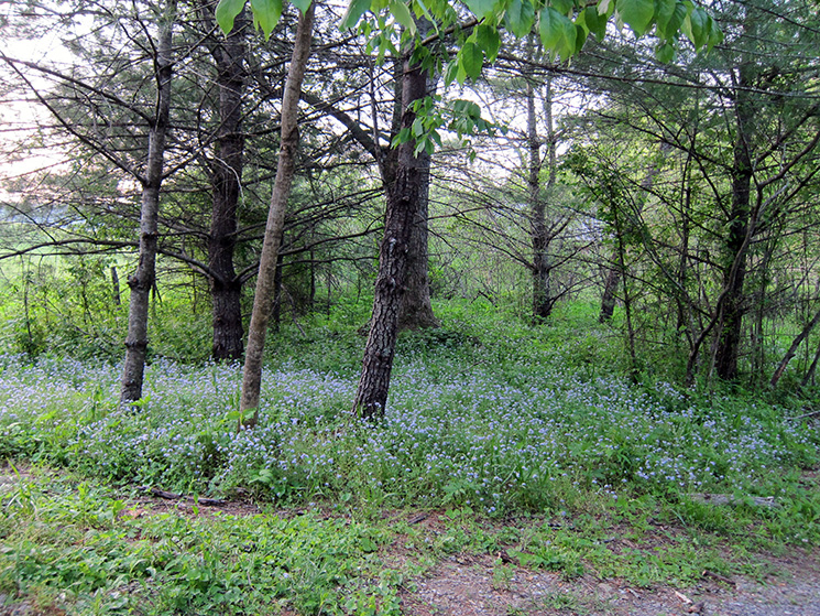 cades cove flowers