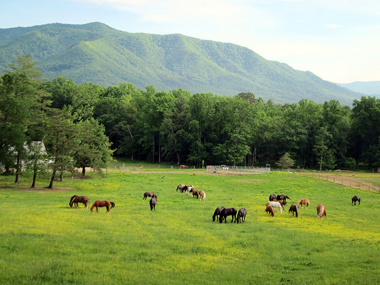 cades cove horses