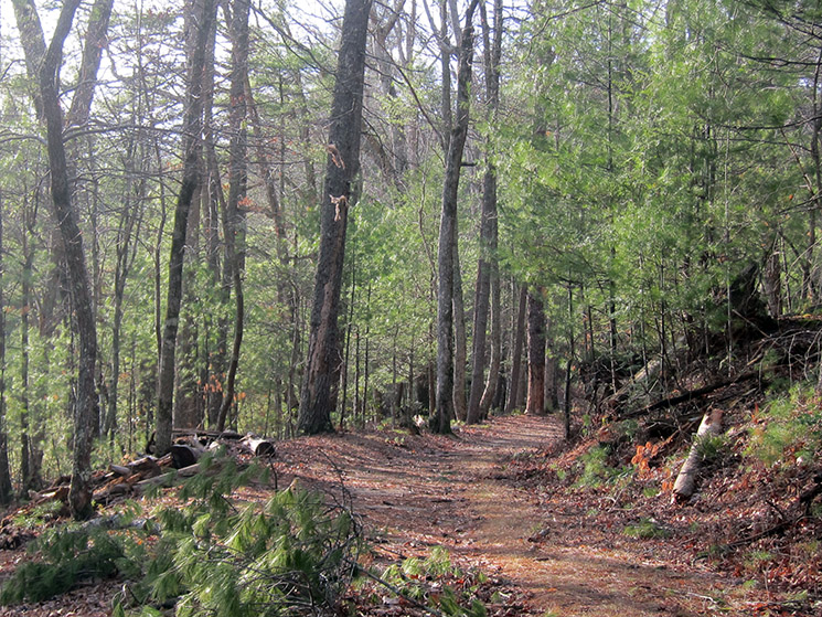 wet bottom trail