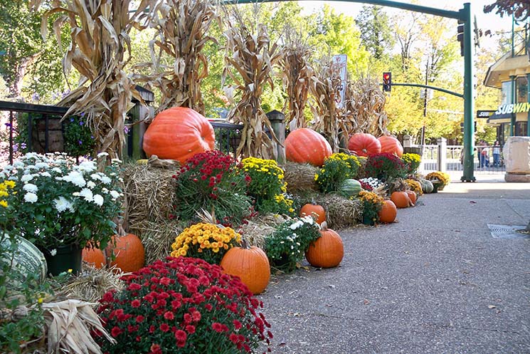 Fall Harvest Festival