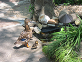 pottery house ducks